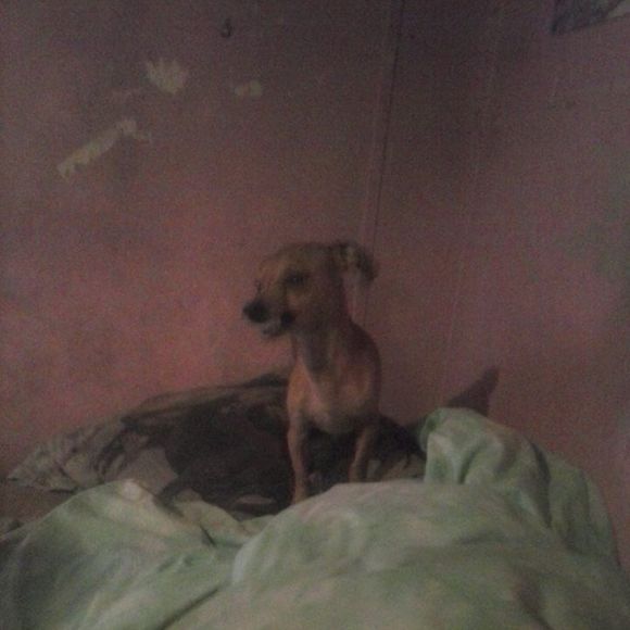 Meet your Posher, Nikki - Picture 1 of 1